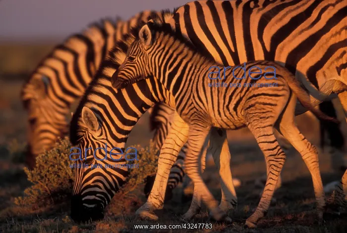 : Namibia, Etosha National Park, Young Plains : Namibia, Etosha National Park, Young Plains