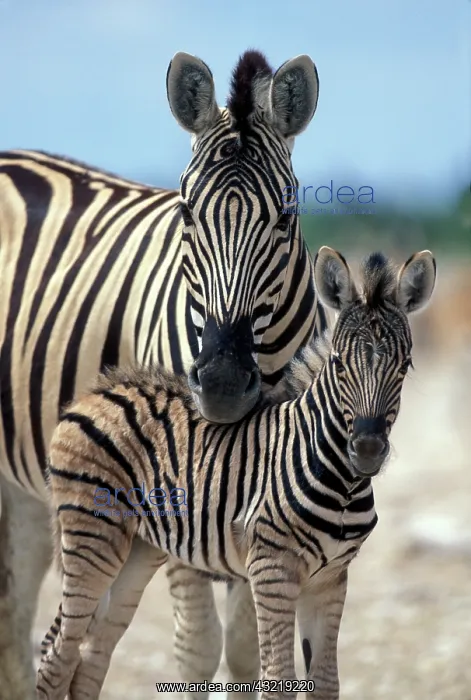 : Namibia, Etosha National Park, Zebra herd : Namibia, Etosha National Park, Zebra herd