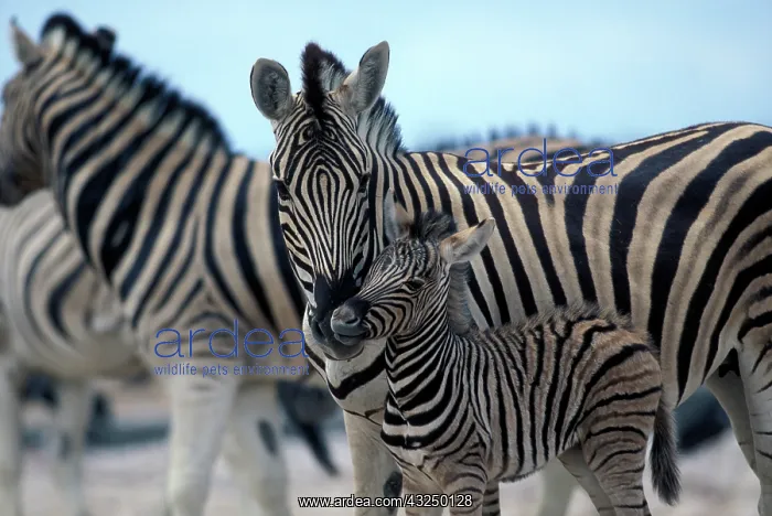 : Namibia, Etosha National Park, Zebra herd : Namibia, Etosha National Park, Zebra herd