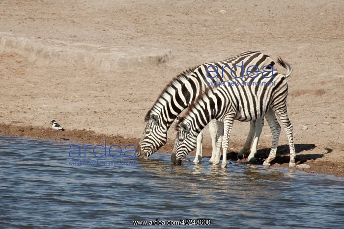 : Namibia, Etosha National Park. Two zebras : Namibia, Etosha National Park. Two zebras