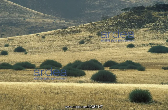 : Namibia - Euphorbia damarana + bushman grass (Stipagrostis : Namibia - Euphorbia damarana + bushman grass (Stipagrostis