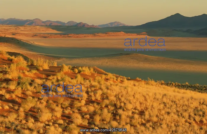 : Namibia - Evening landscape with Bushman Grass : Namibia - Evening landscape with Bushman Grass