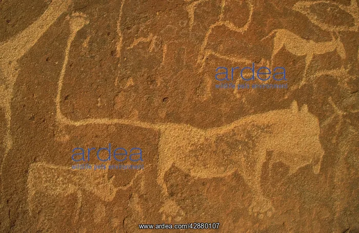 : Namibia - The famous lion panel at the Twyfelfontein : Namibia - The famous lion panel at the Twyfelfontein