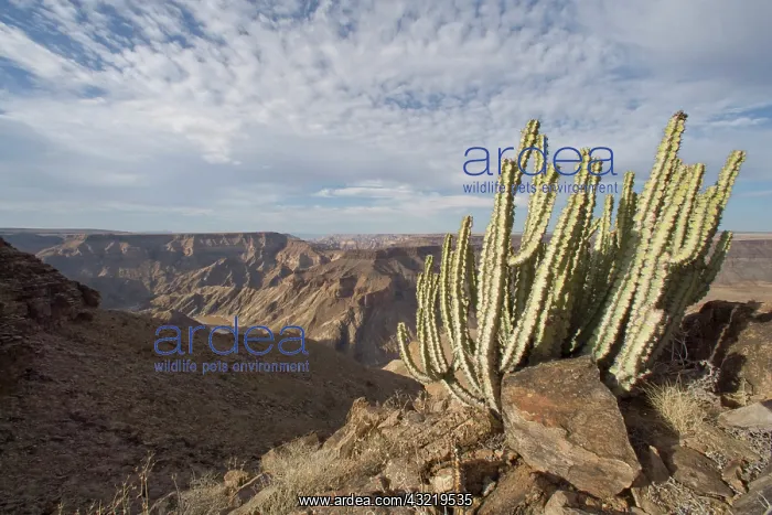 : Namibia, Fish River Canyon National Park : Namibia, Fish River Canyon National Park