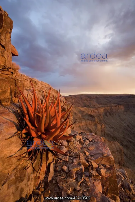 : Namibia, Fish River Canyon National Park : Namibia, Fish River Canyon National Park