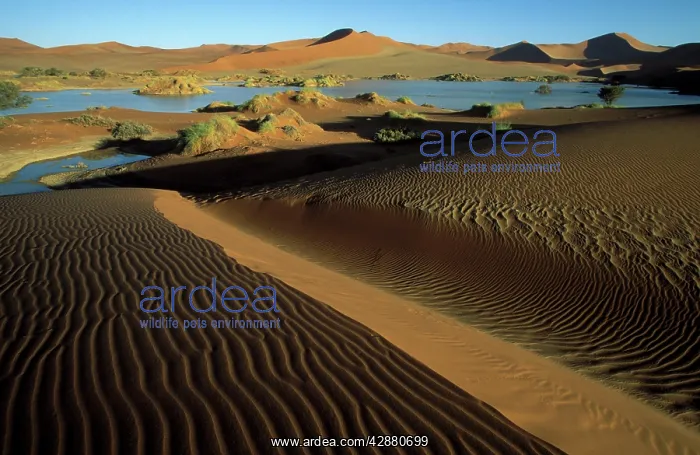 : Namibia - The flooded Sossusvlei with its green : Namibia - The flooded Sossusvlei with its green