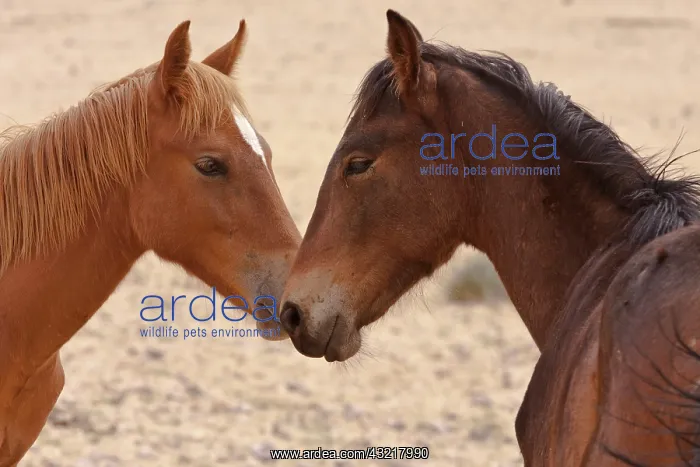 : Namibia, Garub. Two members of feral horse : Namibia, Garub. Two members of feral horse