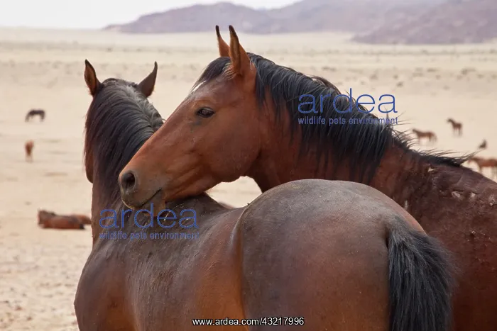 : Namibia, Garub. Two members of feral horse : Namibia, Garub. Two members of feral horse