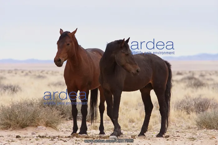 : Namibia, Garub. Two members of herd of feral : Namibia, Garub. Two members of herd of feral
