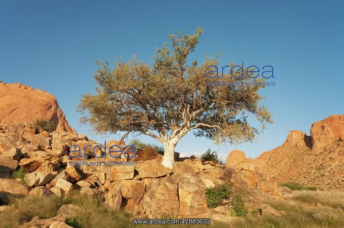 : Namibia - Granite rocks at the Spitzkoppe mountain : Namibia - Granite rocks at the Spitzkoppe mountain