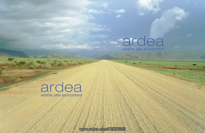 : Namibia - the gravel road C 14 between Solitaire : Namibia - the gravel road C 14 between Solitaire