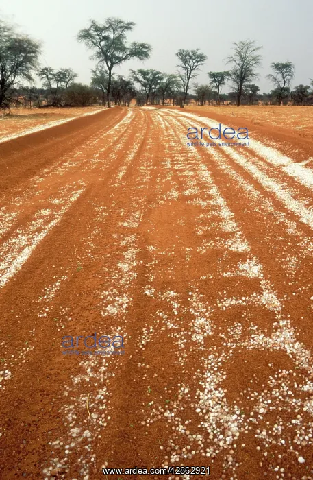 : Namibia - hailstones on a road in the Kalahari : Namibia - hailstones on a road in the Kalahari