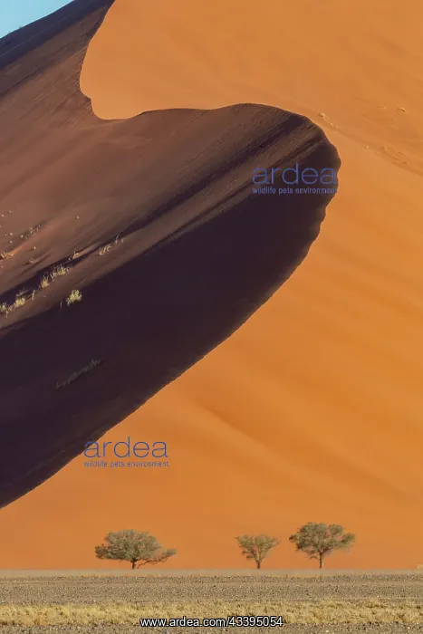 : DUNES. Namibia, Hardap region, Namib Desert, Namib-Naukluft National Park : DUNES. Namibia, Hardap region, Namib Desert, Namib-Naukluft National Park