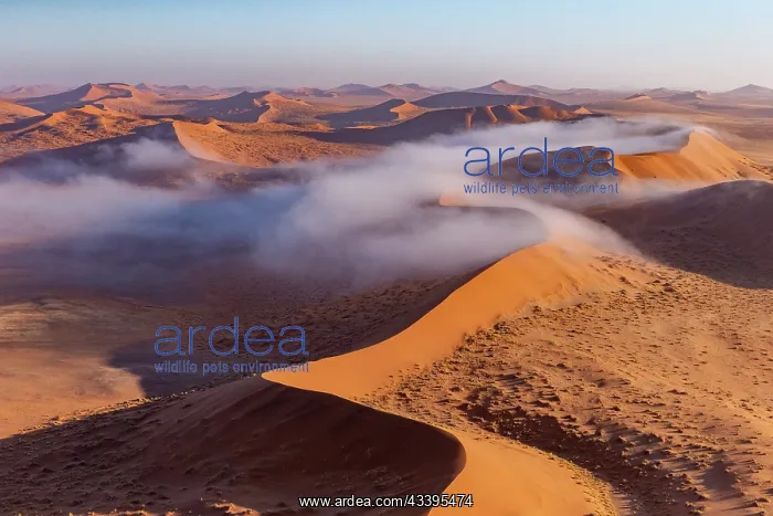 : DUNES. Namibia, Hardap region, Namib Desert, Namib-Naukluft National Park : DUNES. Namibia, Hardap region, Namib Desert, Namib-Naukluft National Park