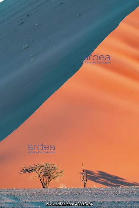 : DUNES. Namibia, Hardap region, Namib Desert, Namib-Naukluft National Park : DUNES. Namibia, Hardap region, Namib Desert, Namib-Naukluft National Park