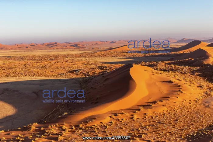 : DUNES. Namibia, Hardap region, Namib Desert, Namib-Naukluft National Park : DUNES. Namibia, Hardap region, Namib Desert, Namib-Naukluft National Park