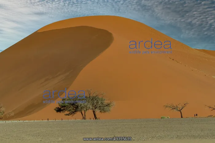 : DUNES. Namibia, Hardap region, Namib Desert, Namib-Naukluft National Park : DUNES. Namibia, Hardap region, Namib Desert, Namib-Naukluft National Park