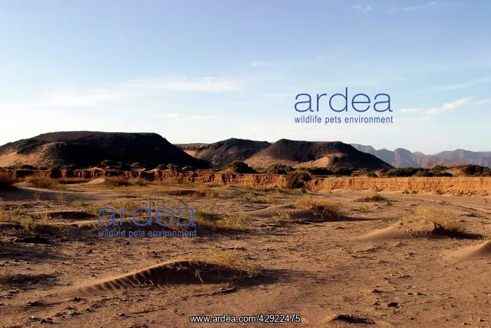 : Namibia - Huab River, dry : Namibia - Huab River, dry