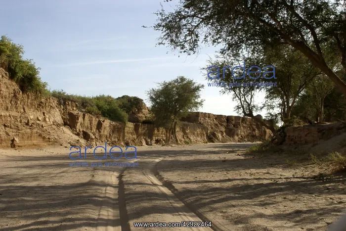 : Namibia - Huab River, dry riverbed : Namibia - Huab River, dry riverbed