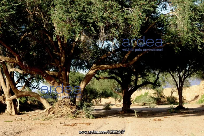 : Namibia - Huab River, dry riverbed : Namibia - Huab River, dry riverbed