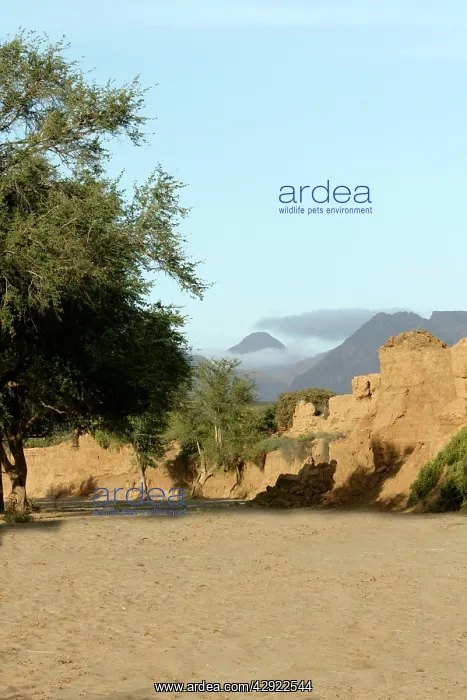 : Namibia - Huab River, dry riverbed : Namibia - Huab River, dry riverbed