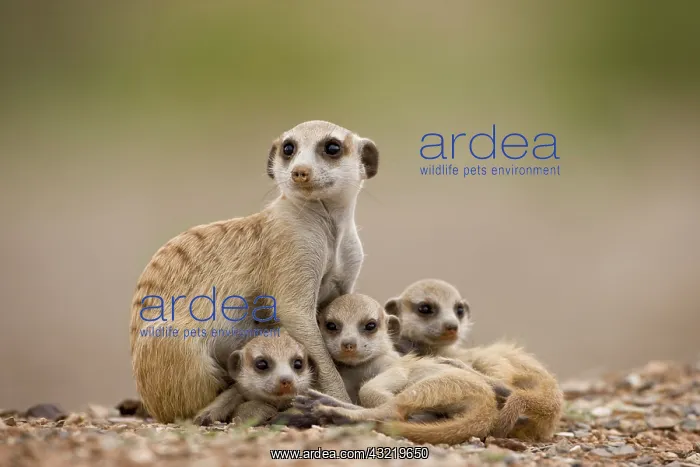 : Namibia, Keetmanshoop, Adult Meerkat with : Namibia, Keetmanshoop, Adult Meerkat with