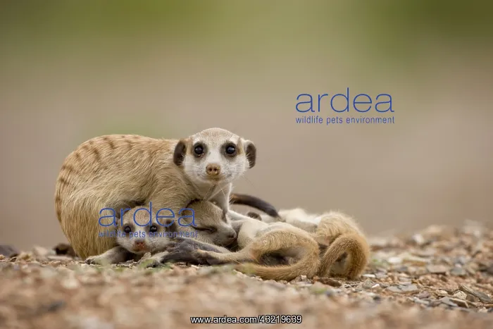 : Namibia, Keetmanshoop, Adult Meerkat curls : Namibia, Keetmanshoop, Adult Meerkat curls