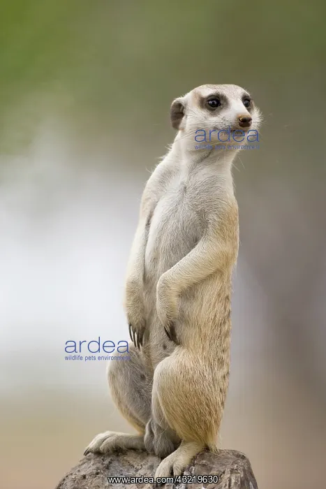 : Namibia, Keetmanshoop, Adult Meerkat (Suricate : Namibia, Keetmanshoop, Adult Meerkat (Suricate