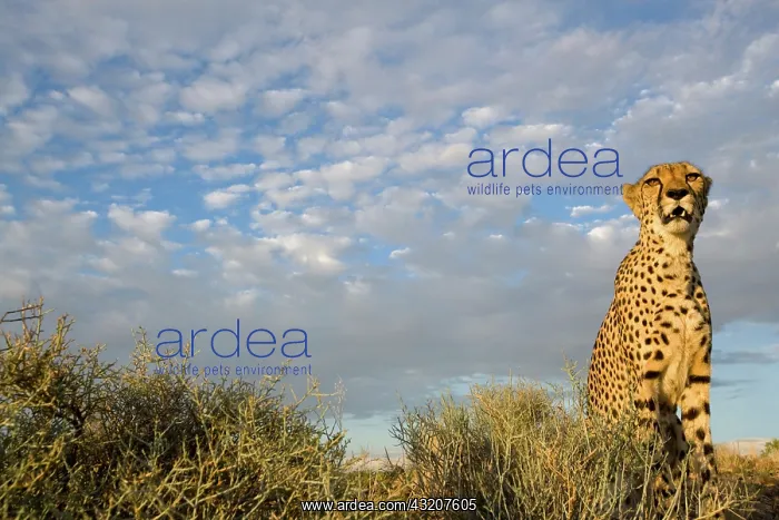 : Namibia, Keetmanshoop, Captive Cheetah (Acinonyx : Namibia, Keetmanshoop, Captive Cheetah (Acinonyx