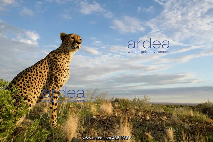 : Namibia, Keetmanshoop, Captive Cheetah (Acinonyx : Namibia, Keetmanshoop, Captive Cheetah (Acinonyx