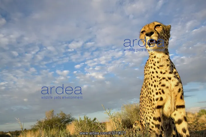  : Namibia, Keetmanshoop, Captive Cheetah (Acinonyx