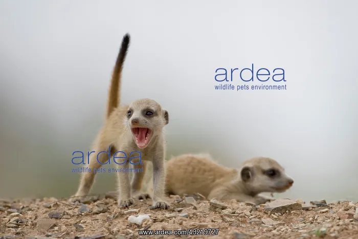 : Namibia, Keetmanshoop, Meerkat Pup (Suricate : Namibia, Keetmanshoop, Meerkat Pup (Suricate