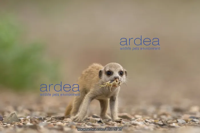 : Namibia, Keetmanshoop, Meerkat pup (Suricate : Namibia, Keetmanshoop, Meerkat pup (Suricate