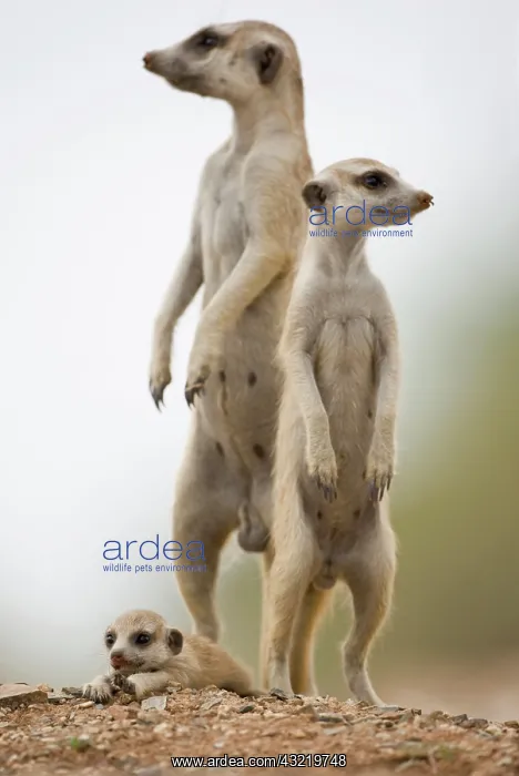  : Namibia, Keetmanshoop, Meerkat Pup (Suricate