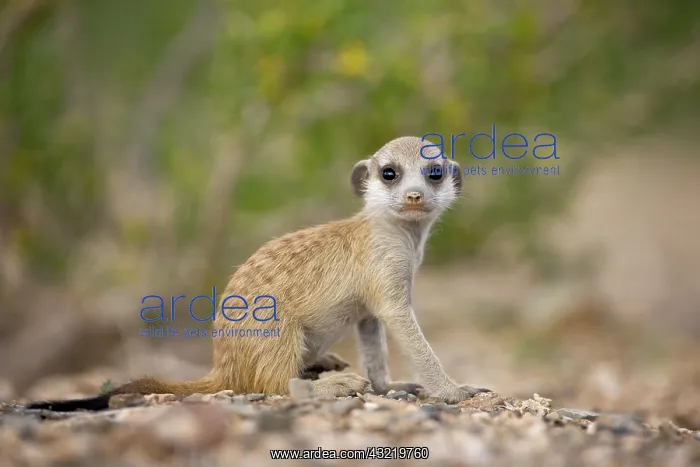 : Namibia, Keetmanshoop, Meerkat Pup (Suricate : Namibia, Keetmanshoop, Meerkat Pup (Suricate