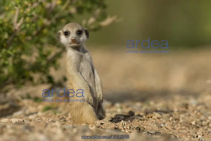 : Namibia, Keetmanshoop, Meerkat Pup (Suricate : Namibia, Keetmanshoop, Meerkat Pup (Suricate