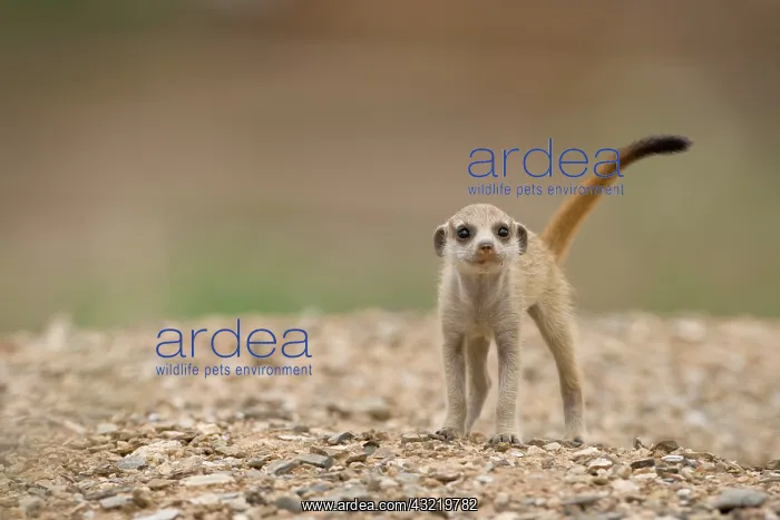 : Namibia, Keetmanshoop, Meerkat Pup (Suricate : Namibia, Keetmanshoop, Meerkat Pup (Suricate