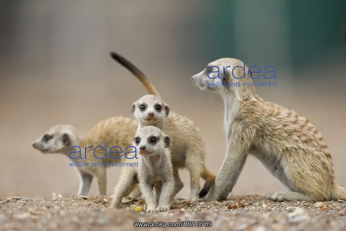 : Namibia, Keetmanshoop, Meerkat pups (Suricata : Namibia, Keetmanshoop, Meerkat pups (Suricata