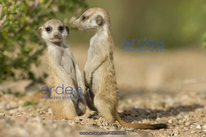 : Namibia, Keetmanshoop, Meerkat Pups (Suricate : Namibia, Keetmanshoop, Meerkat Pups (Suricate