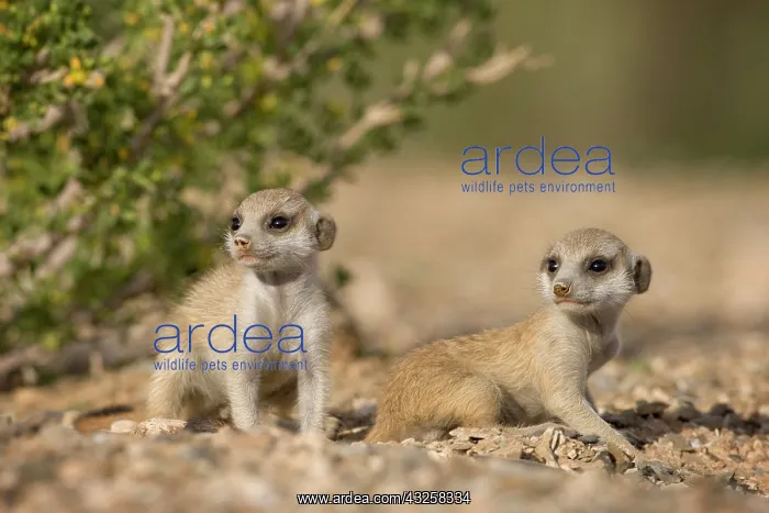 : Namibia, Keetmanshoop, Meerkat Pups (Suricate : Namibia, Keetmanshoop, Meerkat Pups (Suricate