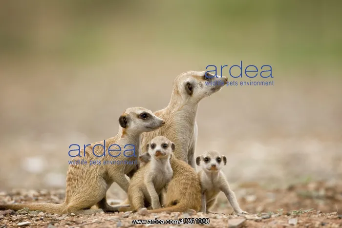 : Namibia, Keetmanshoop, Meerkat Pups (Suricate : Namibia, Keetmanshoop, Meerkat Pups (Suricate