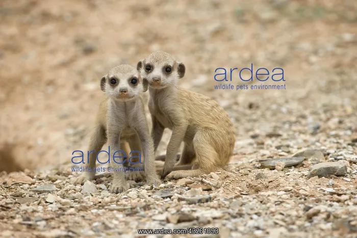 : Namibia, Keetmanshoop, Meerkat Pups (Suricate : Namibia, Keetmanshoop, Meerkat Pups (Suricate
