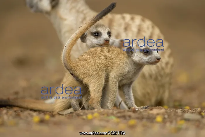 : Namibia, Keetmanshoop, Meerkat Pups (Suricate : Namibia, Keetmanshoop, Meerkat Pups (Suricate