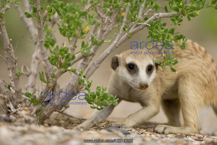 : Namibia, Keetmanshoop, Meerkat (Suricate : Namibia, Keetmanshoop, Meerkat (Suricate