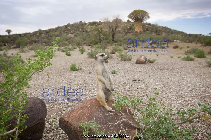 : Namibia, Keetmanshoop, Meerkat (Suricate : Namibia, Keetmanshoop, Meerkat (Suricate
