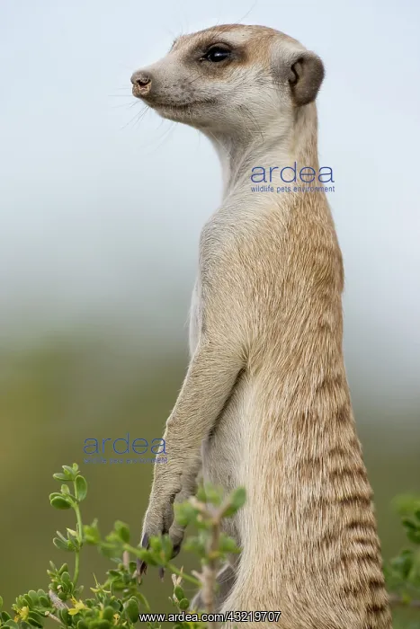  : Namibia, Keetmanshoop, Meerkat (Suricate