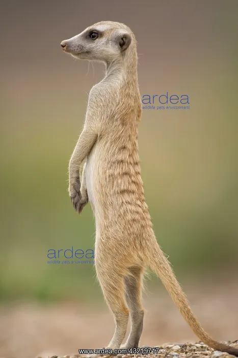: Namibia, Keetmanshoop, Meerkat (Suricate : Namibia, Keetmanshoop, Meerkat (Suricate