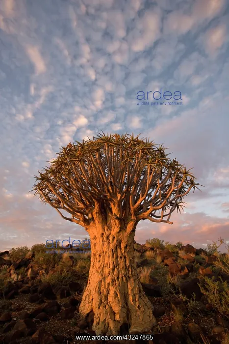 : Namibia, Keetmanshoop, Quiver Tree (Aloe : Namibia, Keetmanshoop, Quiver Tree (Aloe
