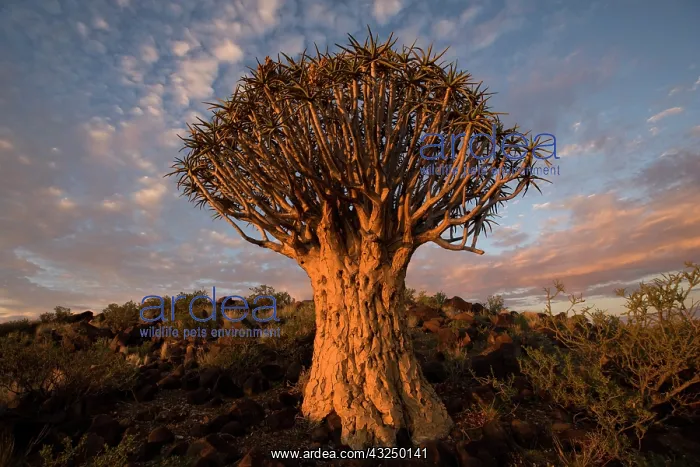 : Namibia, Keetmanshoop, Quiver Tree (Aloe : Namibia, Keetmanshoop, Quiver Tree (Aloe