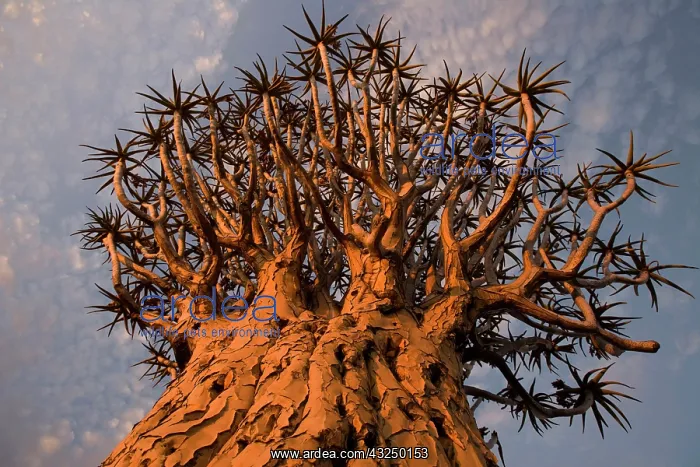 : Namibia, Keetmanshoop, Quiver Tree (Aloe : Namibia, Keetmanshoop, Quiver Tree (Aloe